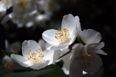Jasmin