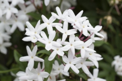 Jasmin