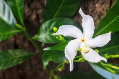 Jasmin