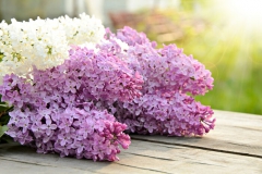 Lilas