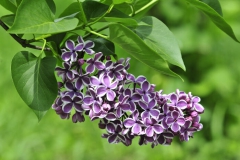 Lilas
