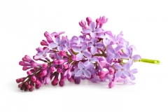 Lilas