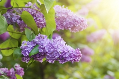 Lilas
