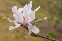 Magnolia