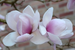 Magnolia