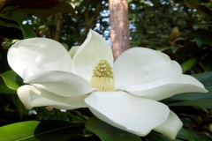 Magnolia