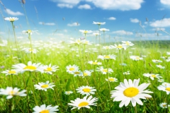 Marguerite