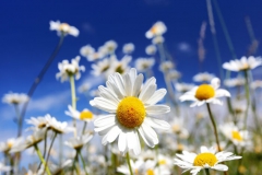 Marguerite