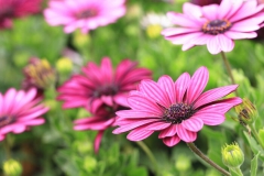 Marguerite
