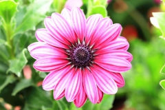 Marguerite