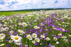 Marguerite