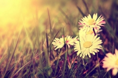 Marguerite