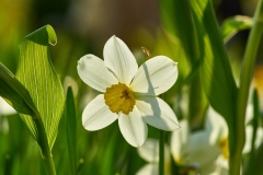 Narcisse