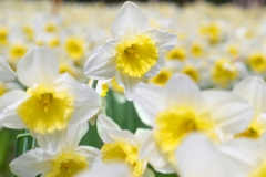 Narcisse