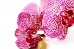Orchidée