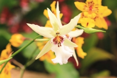 Orchidée