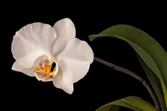 Orchidée