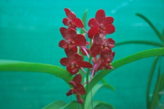 Orchidée