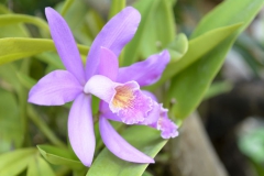 Orchidée