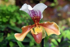 Orchidée