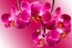 Orchidée
