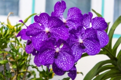 Orchidée
