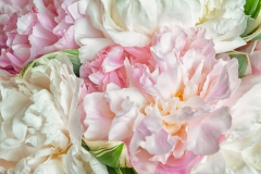 Pivoine