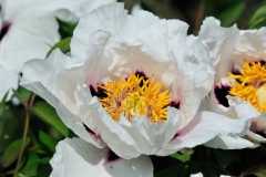 Pivoine