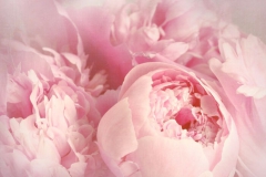 Pivoine