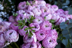 Pivoine