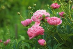 Pivoine