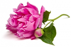 Pivoine
